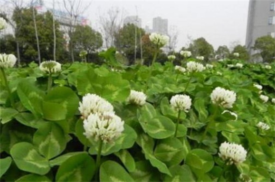 白车轴草常见虫害及防治方法,地老虎换土撒药