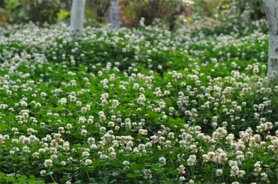 白车轴草常见虫害及防治方法,地老虎换土撒药