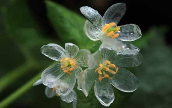 山荷叶花为什么会变透明？花瓣充满水分，光线由反射变为折射变成透明