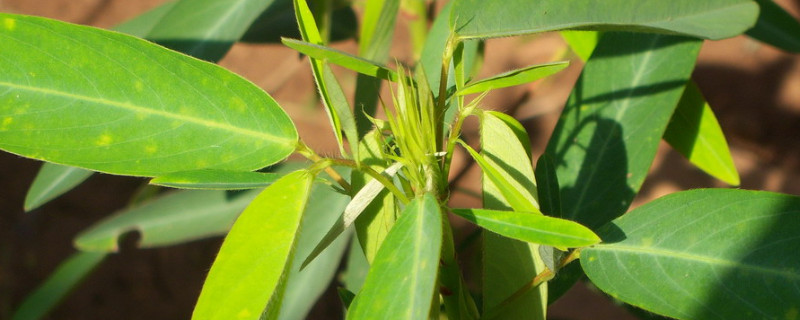 跳舞草是植物吗