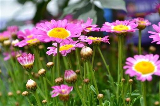 玛格丽特花能活几年,养护得当可活多年