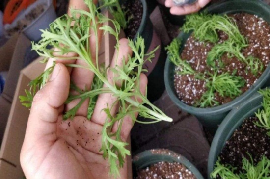 玛格丽特打顶图解,4个步骤打顶玛格丽特