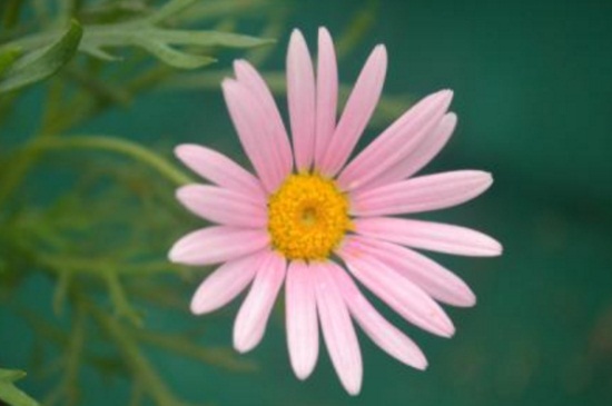 玛格丽特不开花,施加磷钾肥并去除顶芽