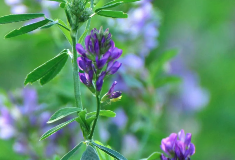羊采食紫花苜蓿过久对根系有什么影响？