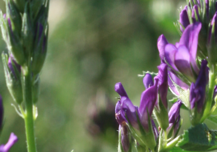 如何提高紫花苜蓿的固氮能力？