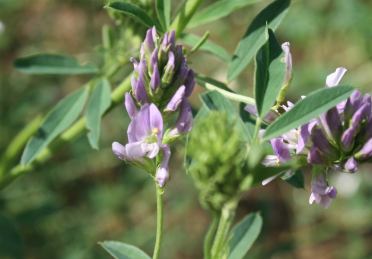 紫花苜蓿在风沙地区怎么保护播种？