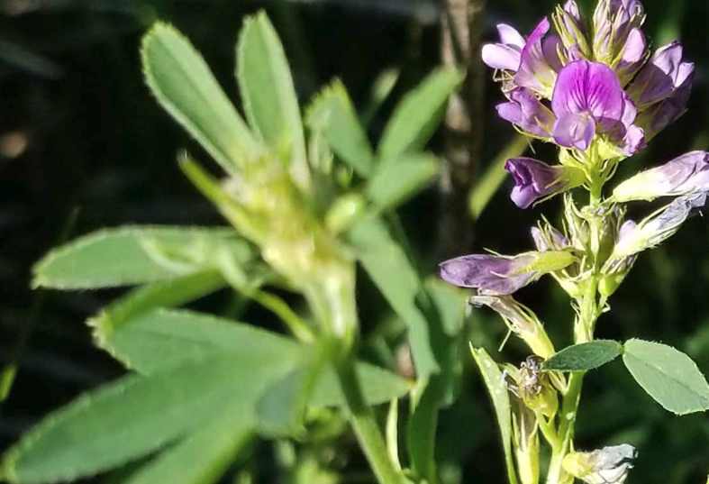 紫花苜蓿在风沙地区怎么保护播种？