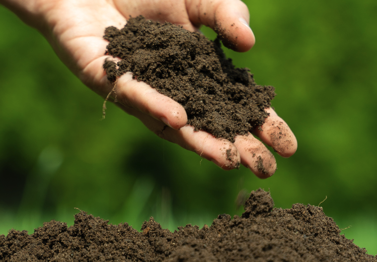 强酸土壤适合种植哪些植物？
