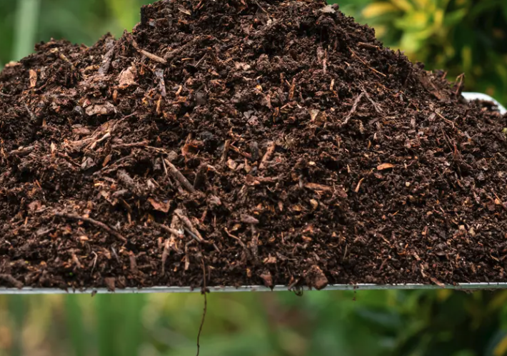 强酸土壤适合种植哪些植物？