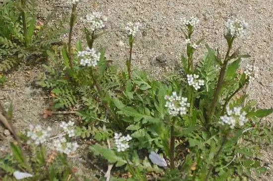 荠菜花的特点