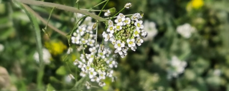 荠菜花的特点