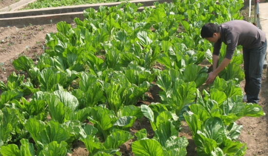 芥菜种子什么时候播种：7月下旬至10月可陆续播种，以8月份播种的产量最高