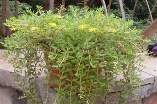 垂盆草怎么种,掌握6个步骤可迅速发芽