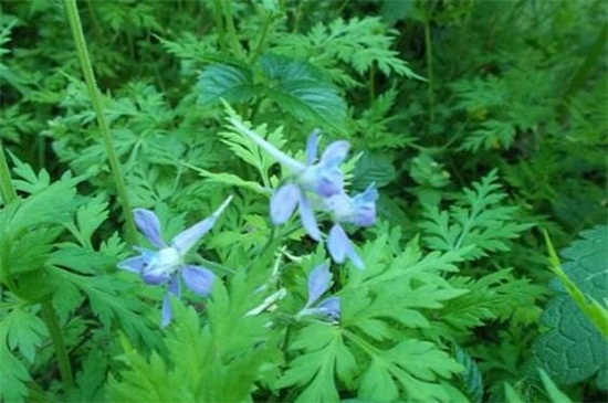 还亮草什么时候开花,花期大概在3~5月