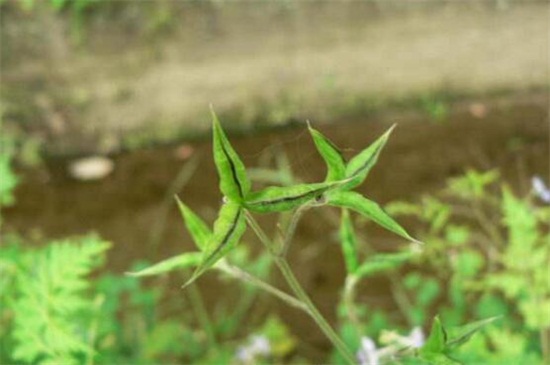 还亮草什么时候开花,花期大概在3~5月