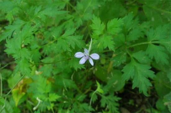 还亮草什么时候开花,花期大概在3~5月
