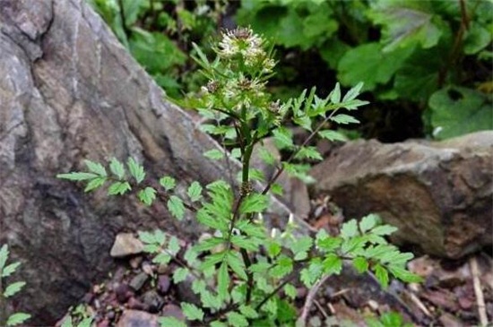 还亮草什么时候开花,花期大概在3~5月