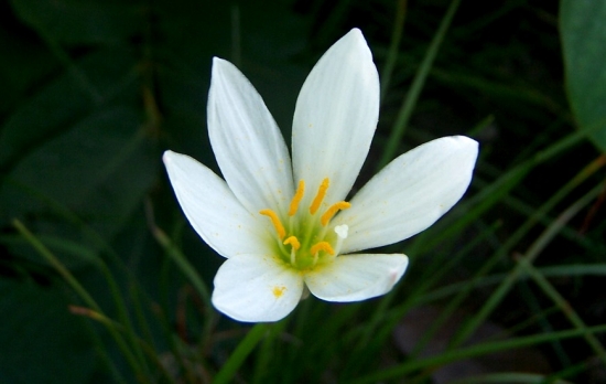 葱莲的花期 葱莲的花期,葱莲什么时候开花