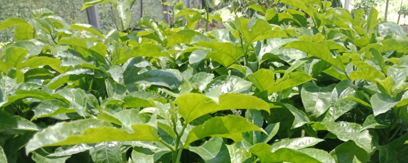 百香果是单子叶植物还是双子叶植物