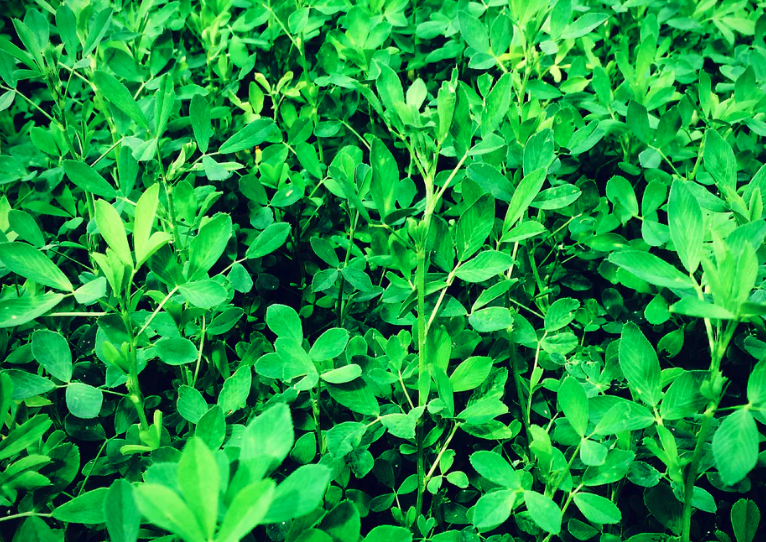 苜蓿可以作为羊舍主草料吗？