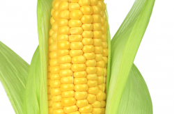 <strong>玉米和马铃薯可以一起种植吗？</strong>