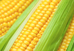 <strong>苞米加入牛饲料有什么好处？</strong>