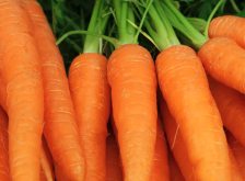 <b>胡萝卜对钾肥的需求量怎么样？</b>