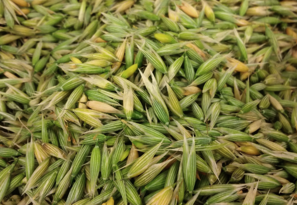 燕麦出苗后怎么除草维护?