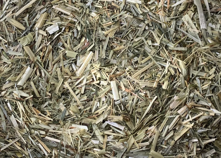 黑穗病流行地区怎么播种?