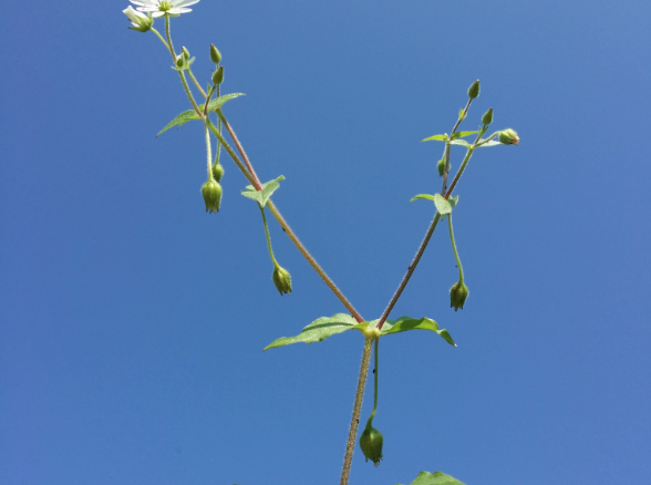 鹅肠菜怎么进行分枝繁殖？