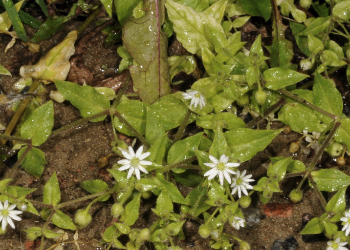 鹅肠菜的繁殖能力如何？