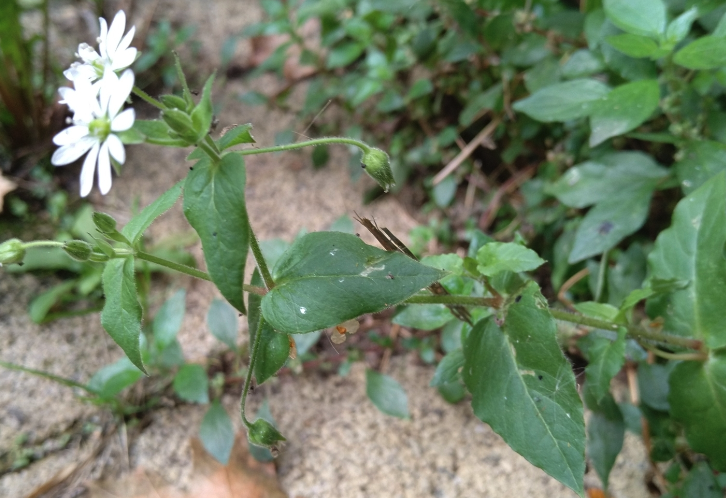 鹅肠菜对牛羊适口性怎么样？