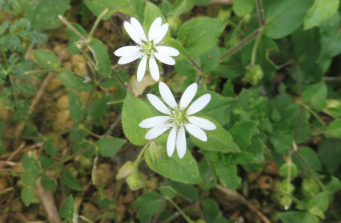 鹅肠菜含有什么营养成分？