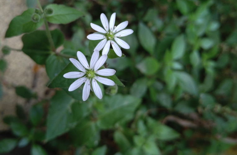 鹅肠菜可以食用吗？