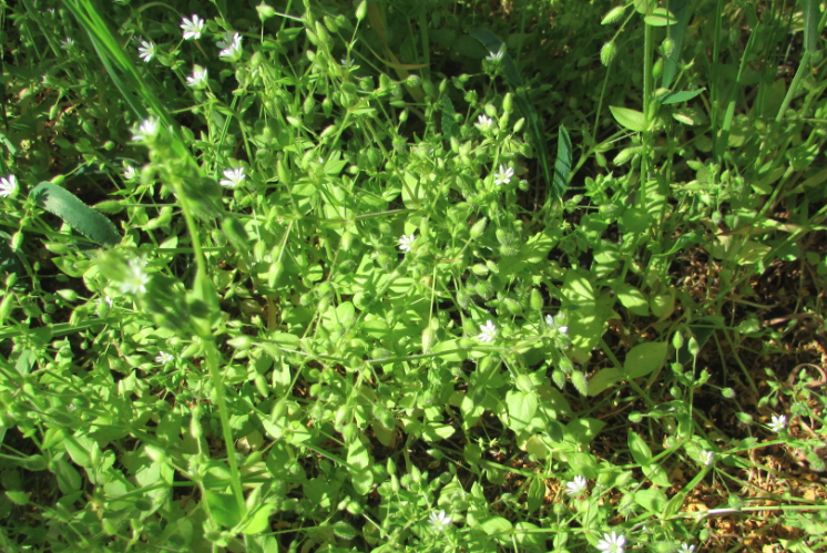 鹅肠菜是什么蔬菜，有什么形态特点？