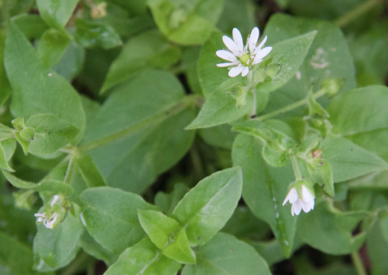 鹅肠菜是什么蔬菜，有什么形态特点？