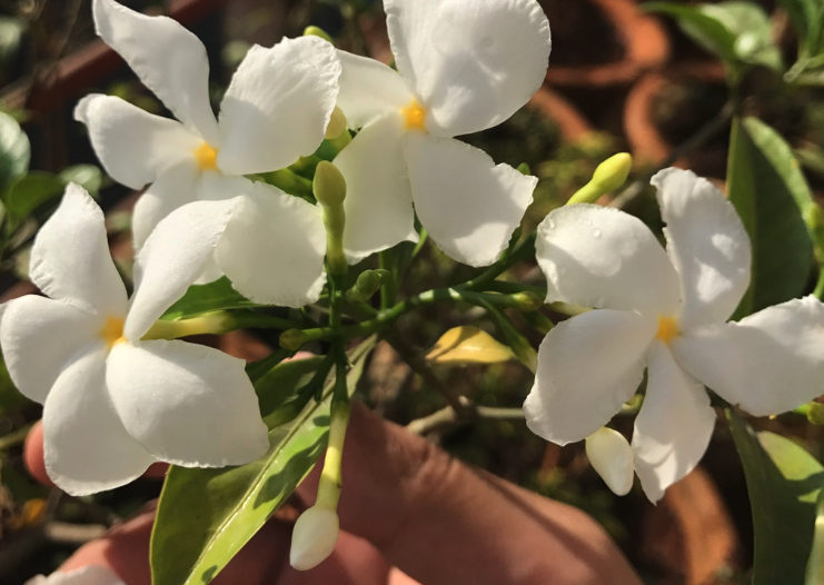 山马茶的维护和修剪方法?