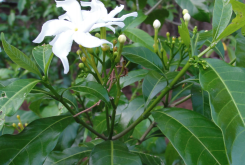 <strong>山马茶的抗寒能力怎么样？</strong>