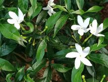<strong>山马茶怎么进行分株？</strong>