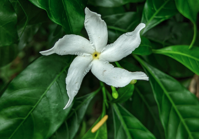 山马茶的繁殖能力如何？