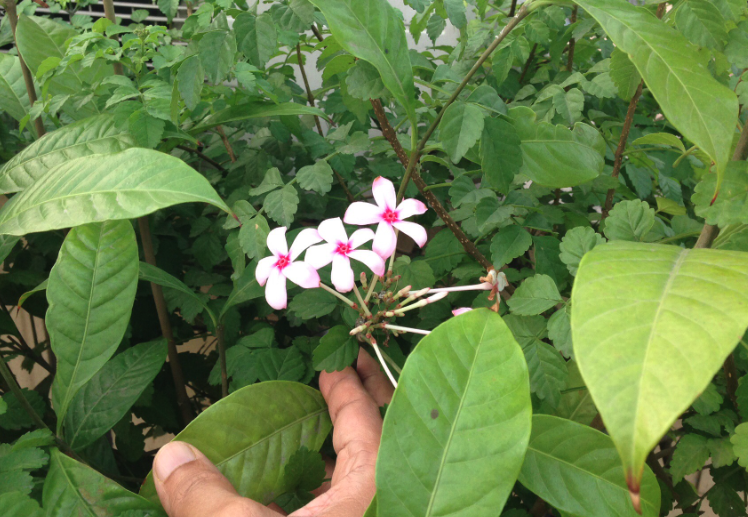 红花蕊木的花语和寓意？