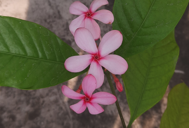 红花蕊木怎么消灭白粉虱？