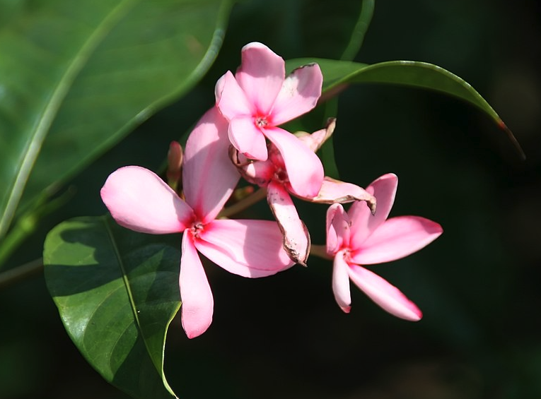 红花蕊木怎么消灭白粉虱？