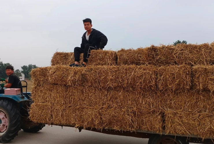 秸秆氨化是怎么进行处理的?