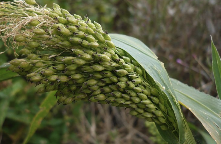 糜子的种植历史有多久?