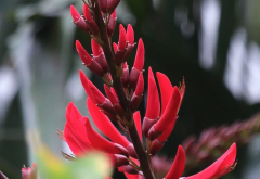 龙牙花怎么治疗叶霉病？