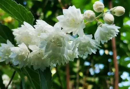 溲疏花种植技巧