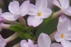芜花种植技巧