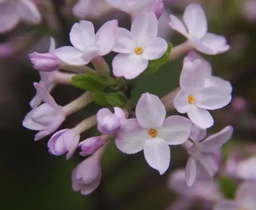 芜花种植技巧