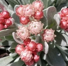 银叶蜡菊种植技巧及花语